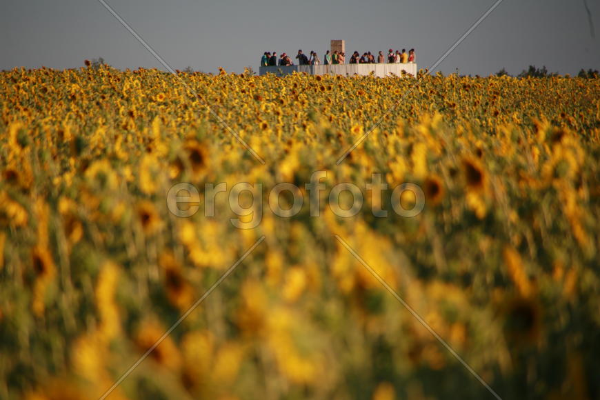 Группа людей в поле подсолнечника