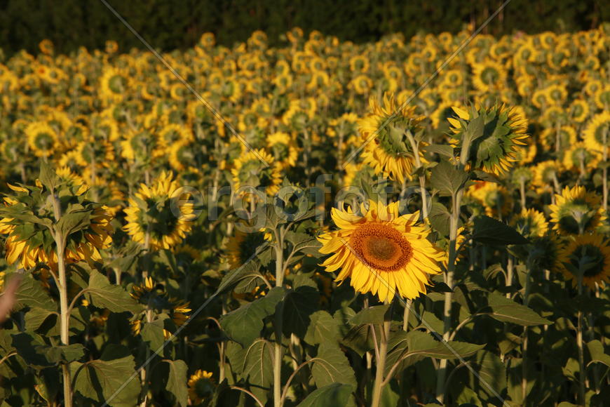 Подсолнухи