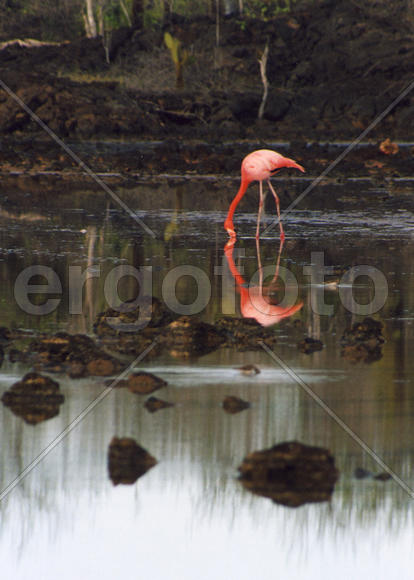 Розовый фламинго