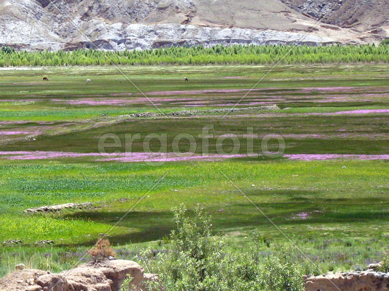 Парнокопытные