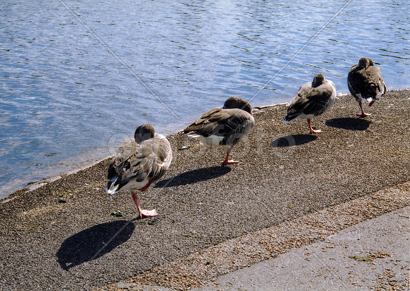 HydeParkDucks