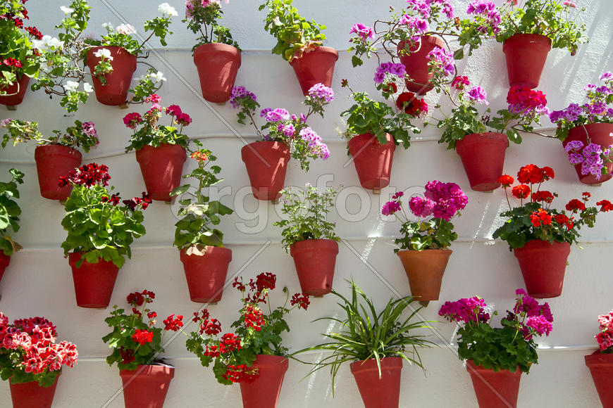 Фестиваль двориков, Кордоба