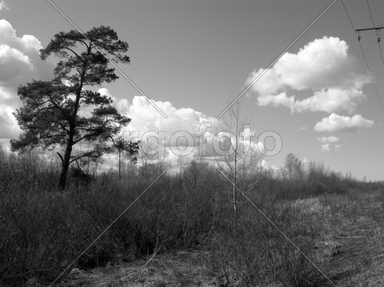 Дерево. Черно-белое