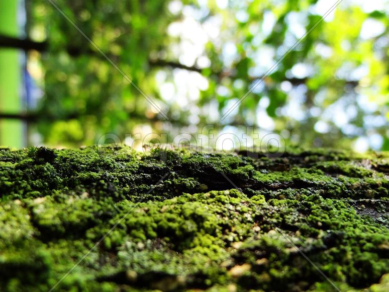 Кора дерева (tree)