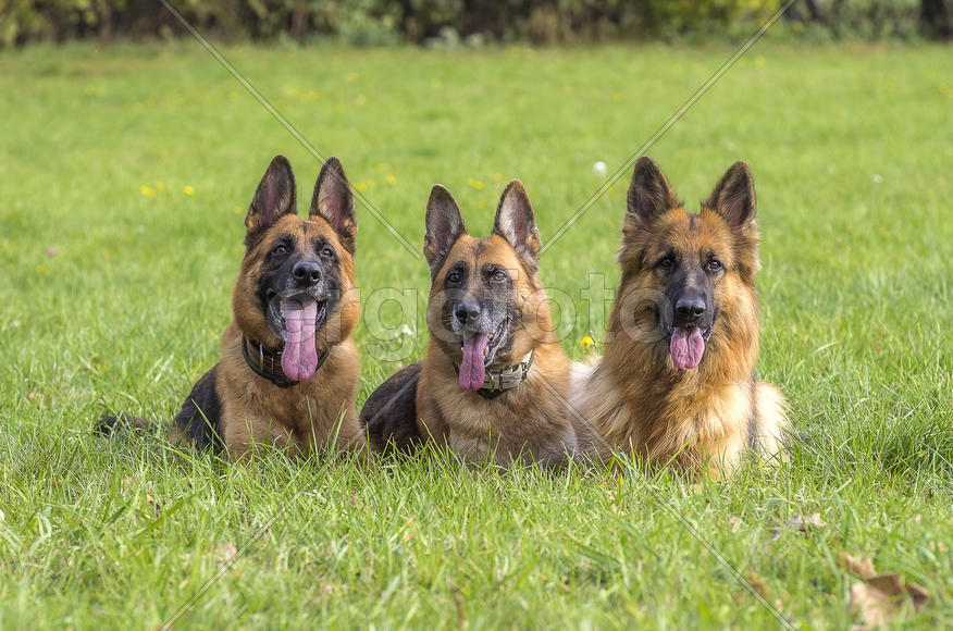 Восточноевропейские овчарки