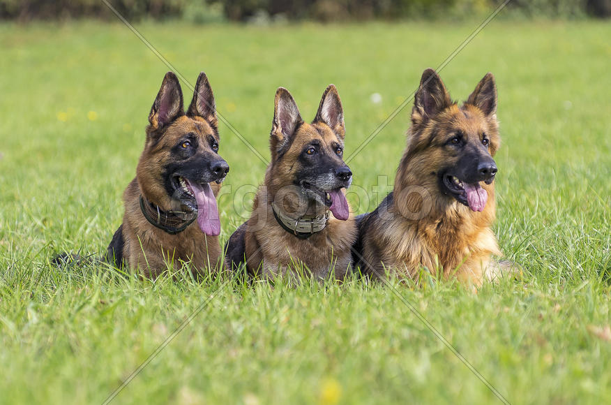 Восточноевропейские овчарки