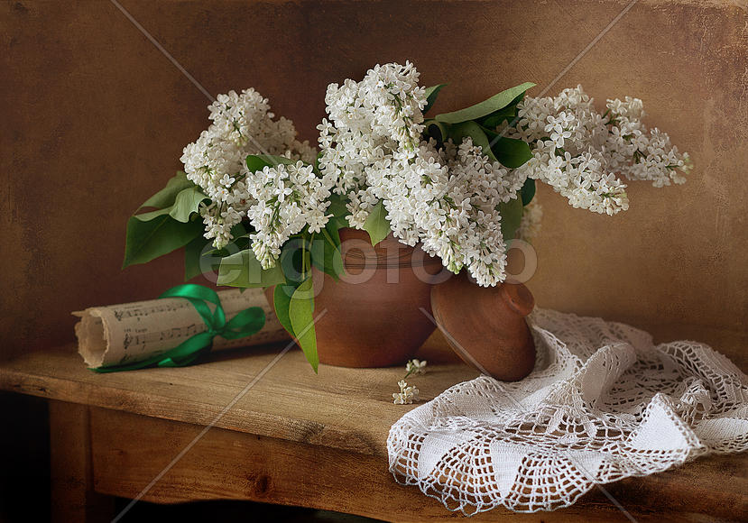 Белая сирень