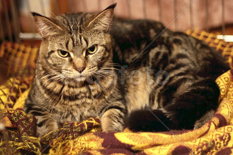 Утро добрым не бывает