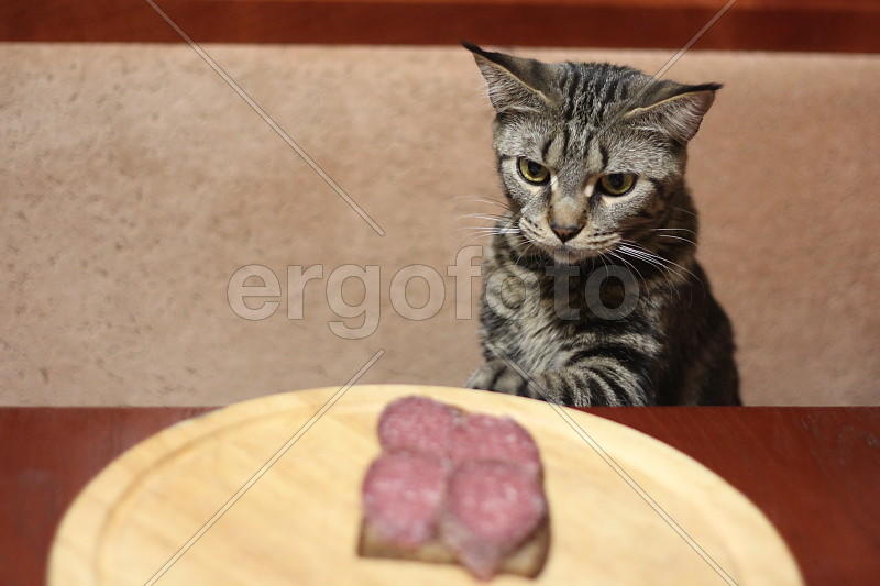 Охота на бутерброд