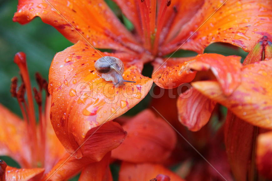 После дождя