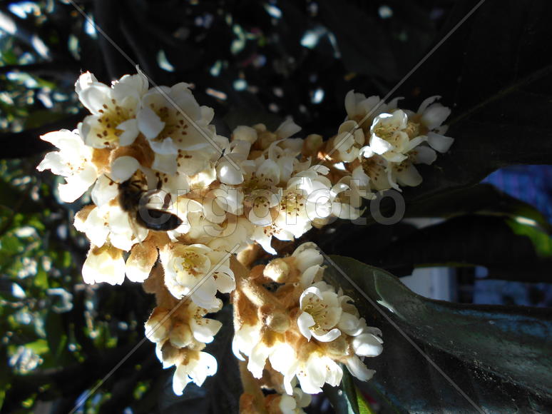 Опыление в декабре