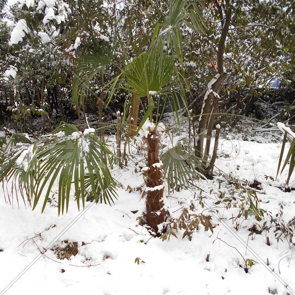 Зима в Сочи          