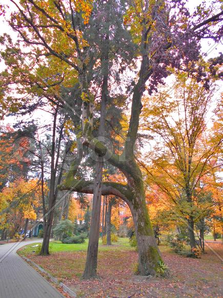 Дерево в парке