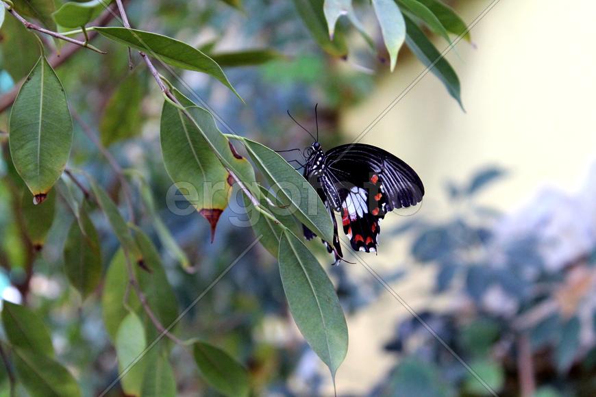 Бабочка на ветке