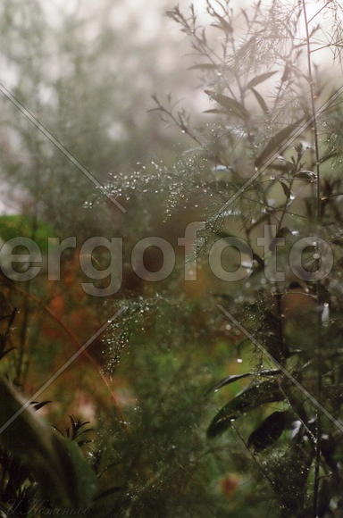 После дождя.