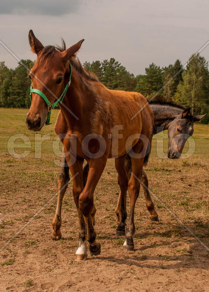тянитолкай