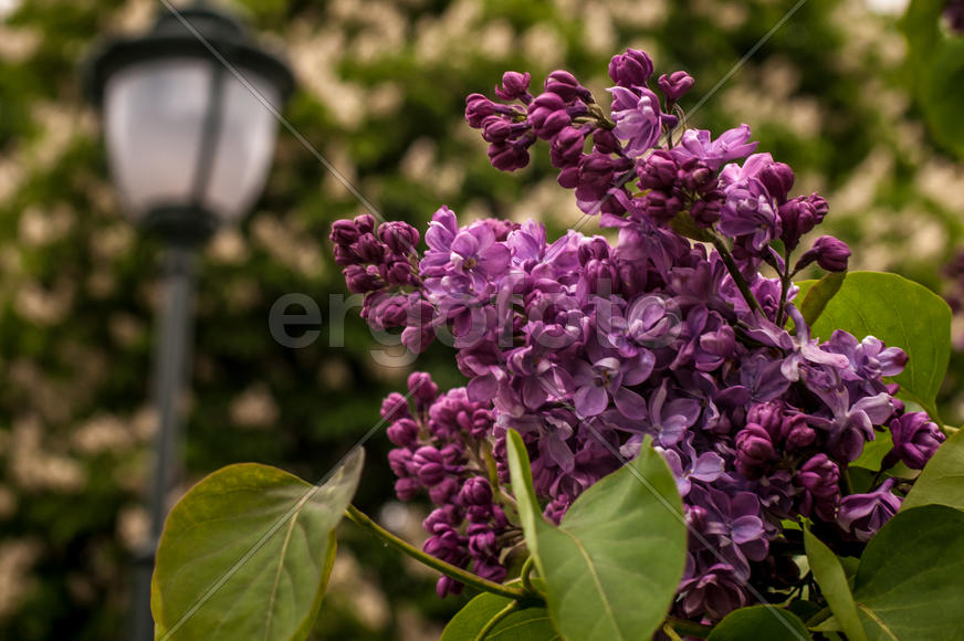 Сиреневый сад Москва