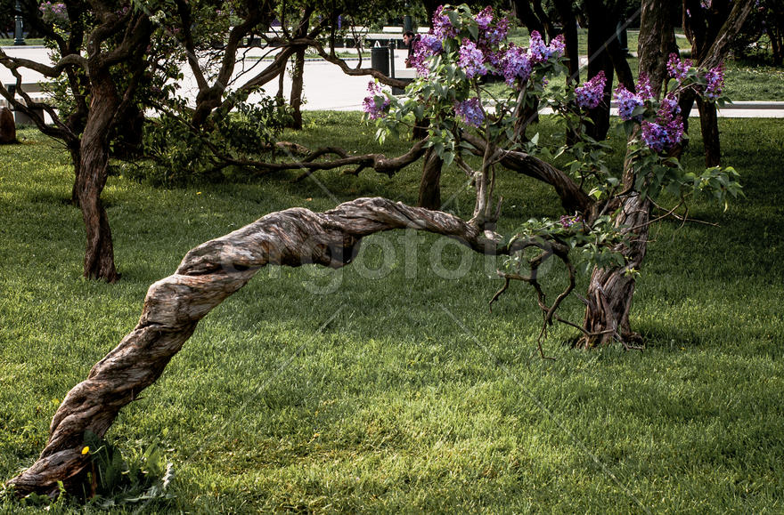 Сиреневый сад Москва