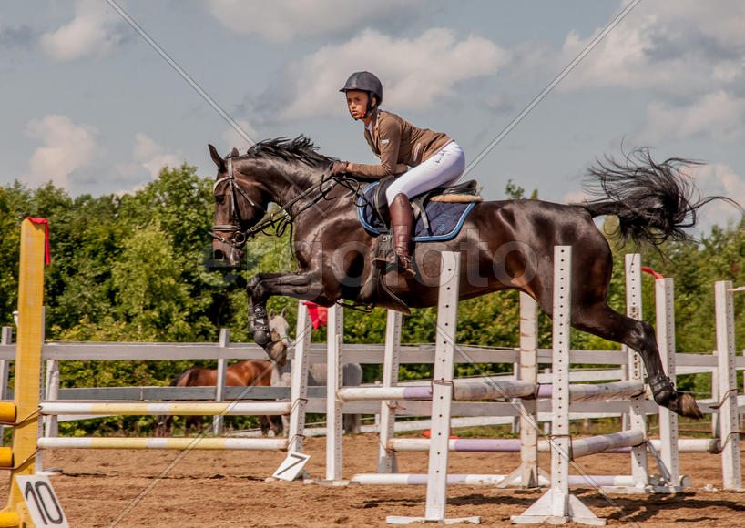 Конный спорт. Прыжок лошади.