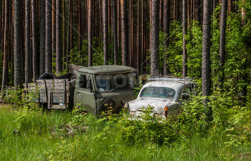 Свидание на опушке леса