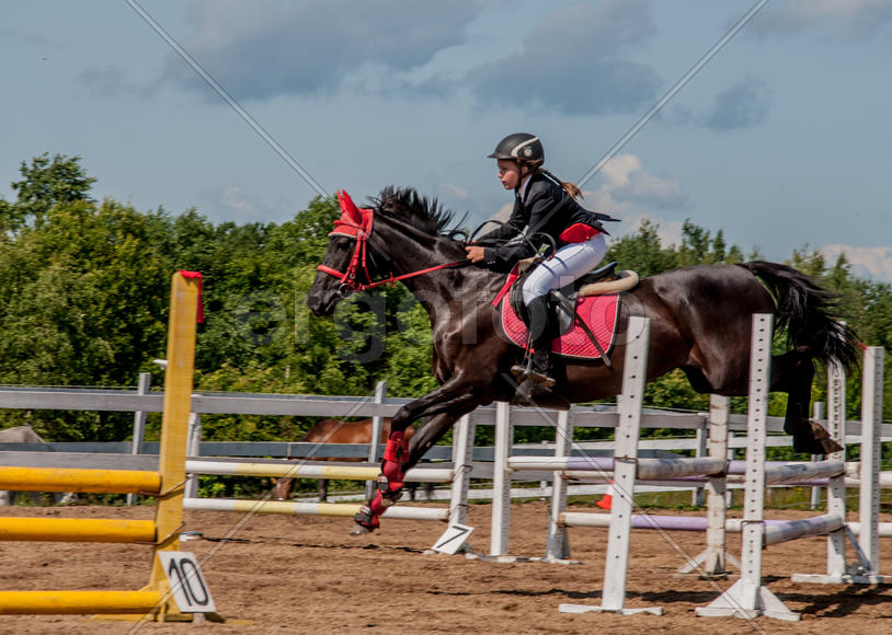 Конный спорт. Прыжок на лошади.