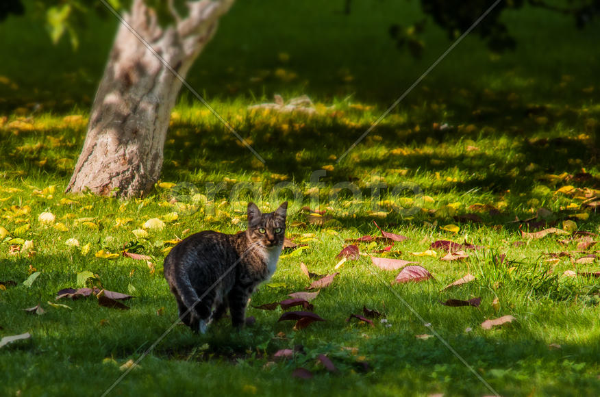 Кошка на газоне