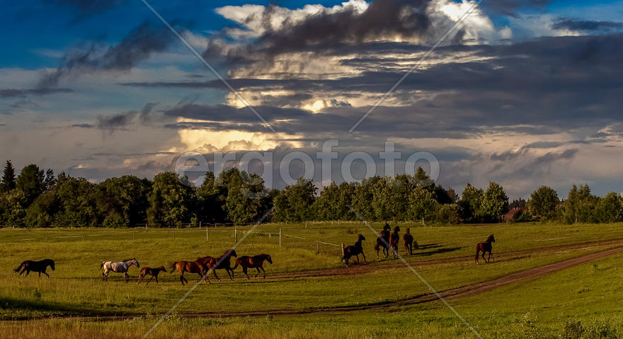 Табун спешит домой