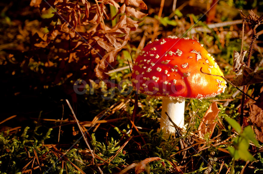 Юный мухомор на рассвете в лесу