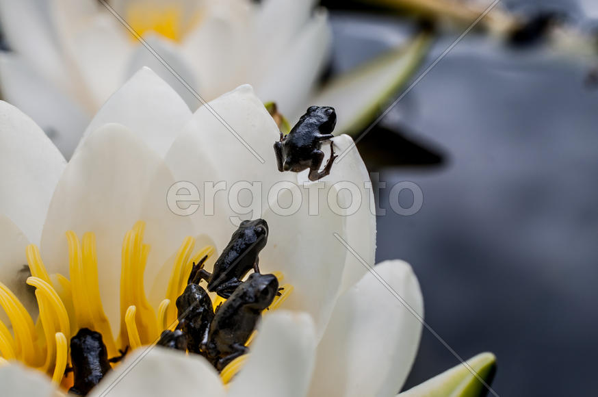 Выход в свет