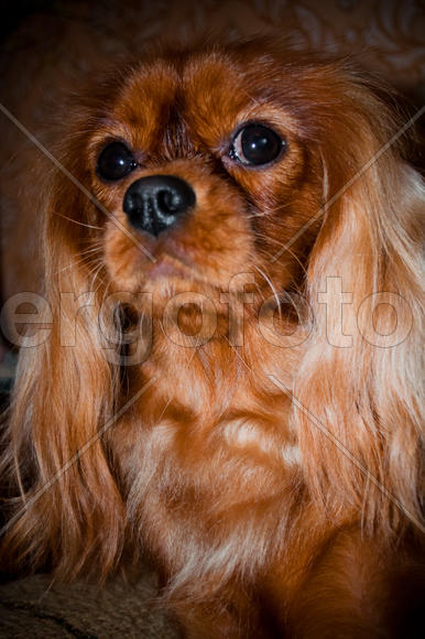 Рыжая собака