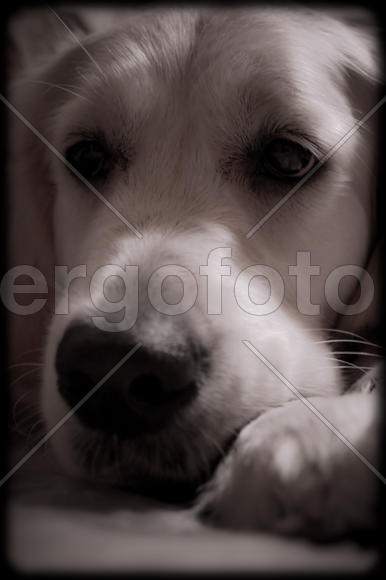 Морда собаки