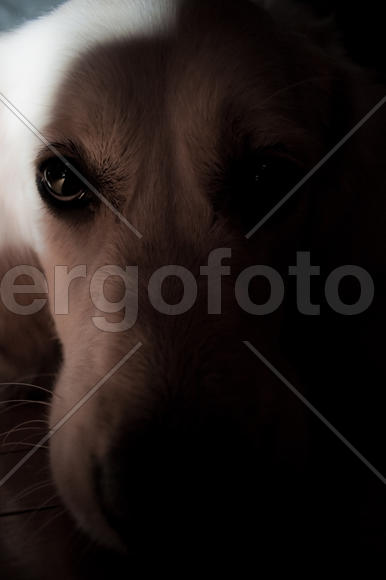 Морда собаки