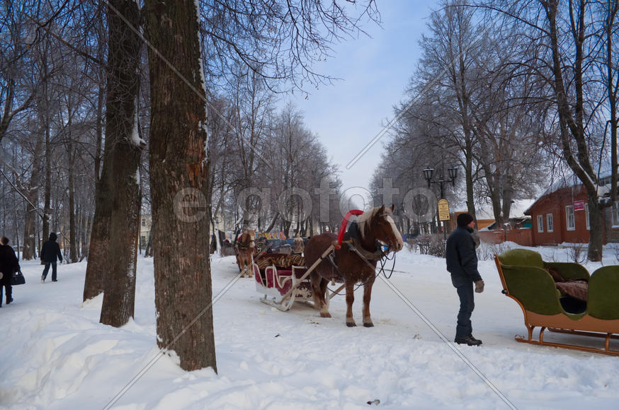 Лошадь в упряжке