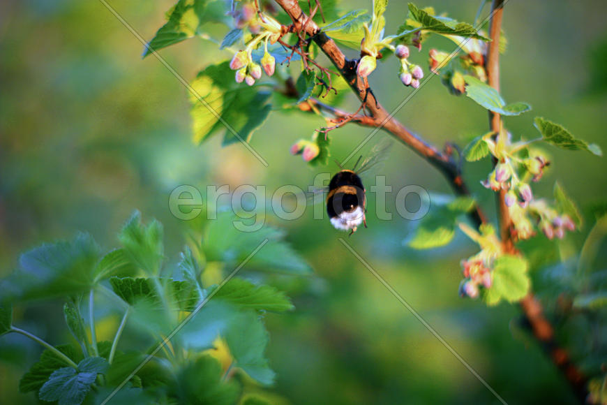 Шмель летит