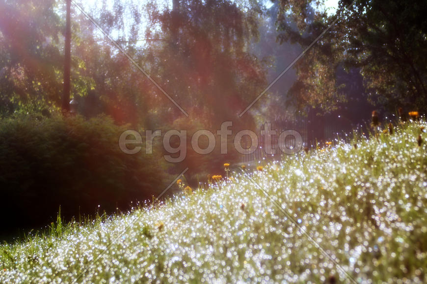 Утренний парк.