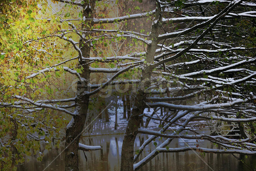 дерево покрытое снегом