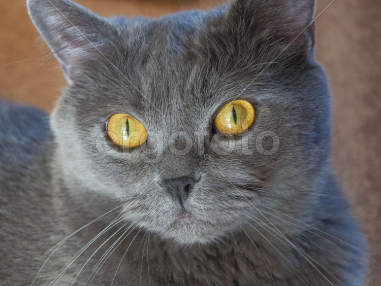 Я само внимание, хозяин...