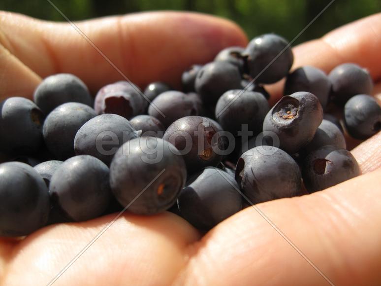 черника в ладошке