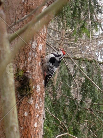 Дятел на сосне