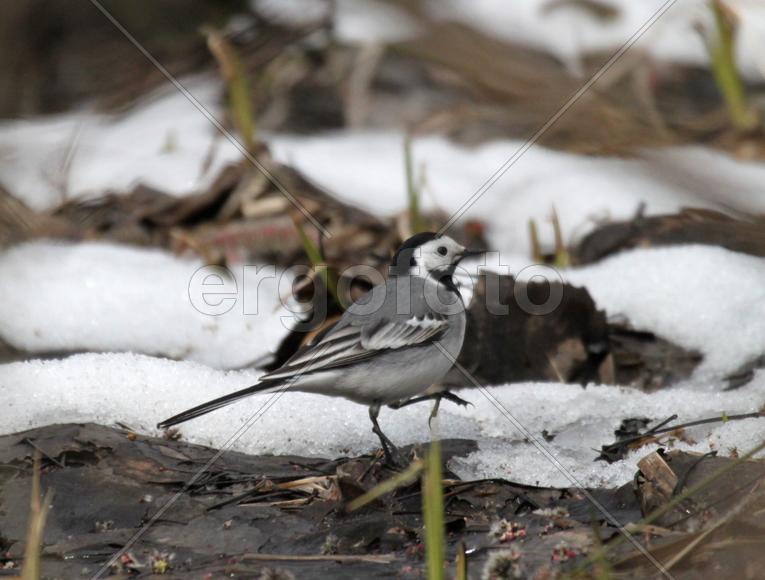 Белая трясогузка