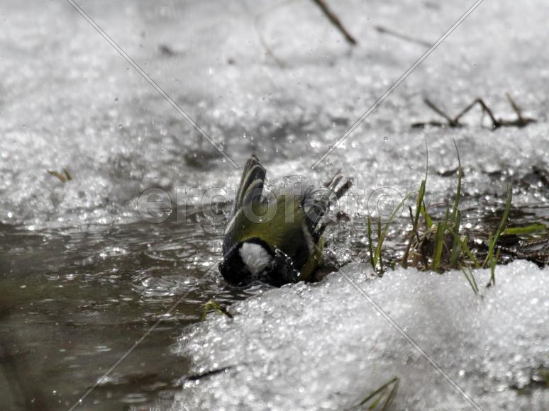 Большая синица купается