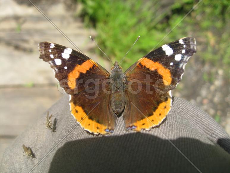 бабочка Адмирал