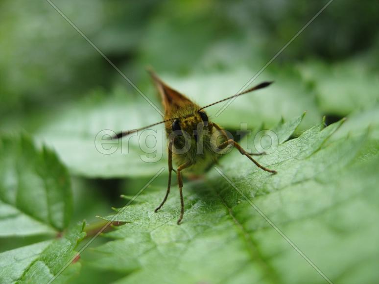 один из мотыльков