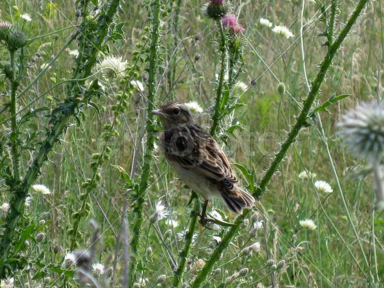 чекан луговой