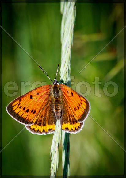 Бабочка, сидящяя на стебле