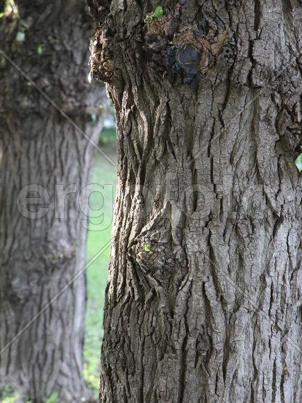 Древесная кора