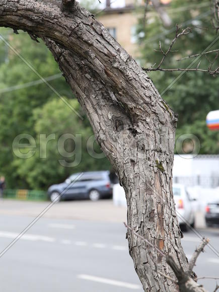 Сухой ствол дерева