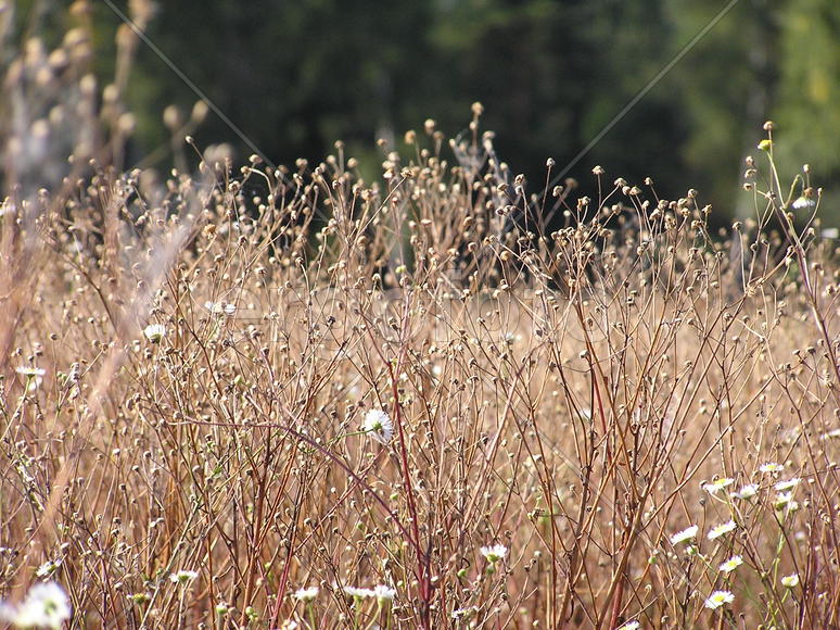 Полевые цветы
