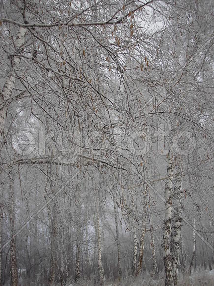 Серебристый лес