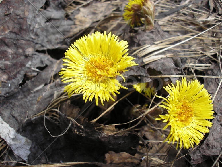 Мать-и-мачеха